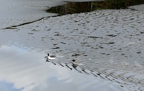 Koskeloita Vääräjärvellä