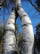 Jalat kohti taivasta