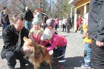 Kaverikoira Hippu nauttii huomiosta ja rapsutuksista.